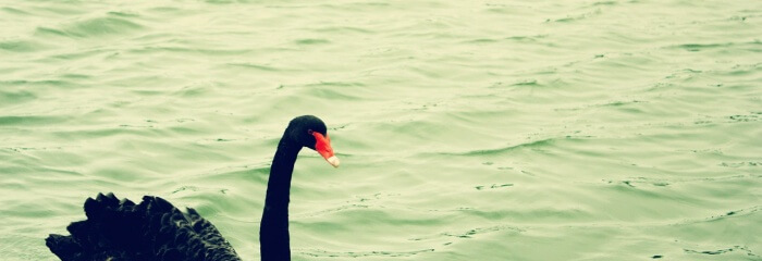 black swan